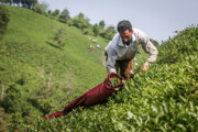 افزایش ۳۰درصدی قیمت خرید برگ سبز چای/ پیش‌بینی تولید ۱۴۵ هزار تن برگ سبز چای