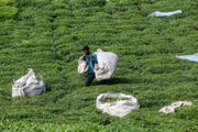اجرای مصوبه واردات چای به شرط خرید داخلی