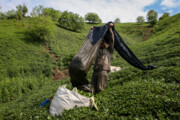 خرید ۸۶ هزار تن برگ سبز چای از چایکاران/ پرداخت ۷۰۳ میلیارد تومان