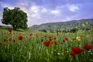 اردیبهشت لاله ها در ایلام