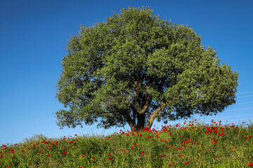 اردیبهشت لاله ها در ایلام