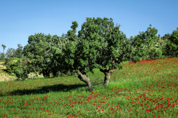 اردیبهشت لاله ها در ایلام