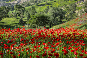 اردیبهشت لاله ها در ایلام