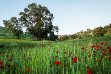 اردیبهشت لاله ها در ایلام