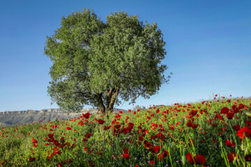 اردیبهشت لاله ها در ایلام