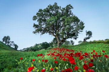 اردیبهشت لاله ها در ایلام