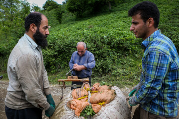 برداشت نوبت بهاره برگ سبز چای از باغ‌های شهرستان‌ لاهیجان