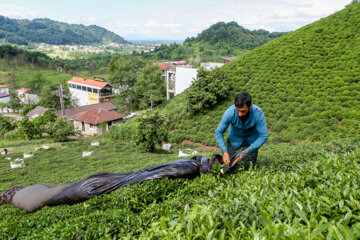طرح حمایت از چایکاران و کارخانجات چای اجرایی می‌شود