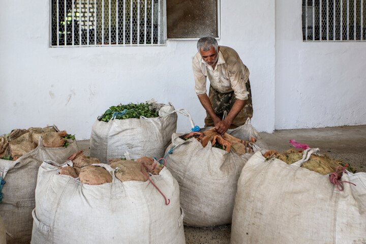آغاز برداشت "طلای سبز" از باغهای غرب مازندران