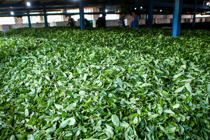 تعاونی روستایی گیلان تاکنون ۱۴۸۰ تن چای و ۲۷۱ تن گندم را بصورت تضمینی خرید