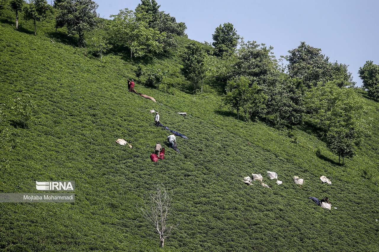 باغ چای؛ نخستین وقف سال جاری گیلان باغ چای؛ نخستین وقف سال جاری گیلان