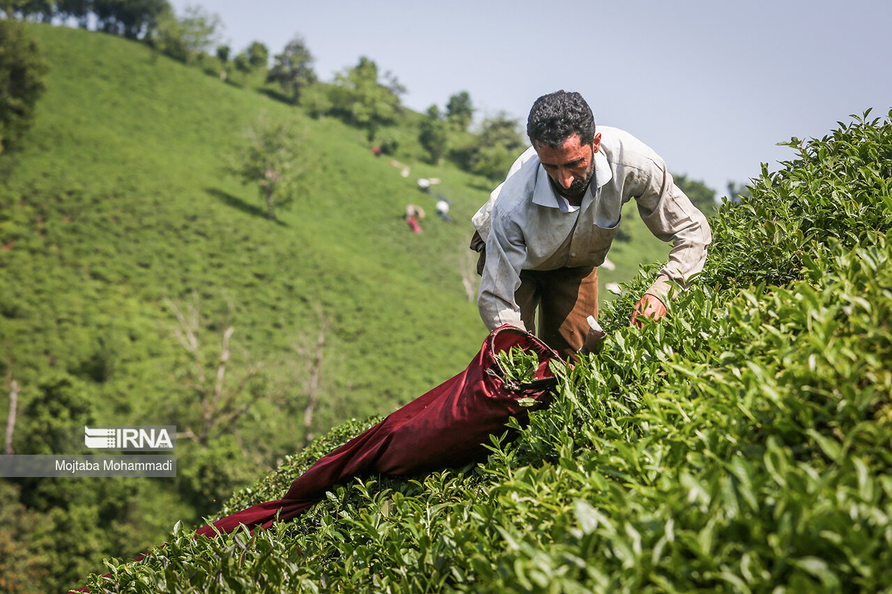 افزایش ۳۰درصدی قیمت خرید برگ سبز چای/ پیش‌بینی تولید ۱۴۵ هزار تن برگ سبز چای