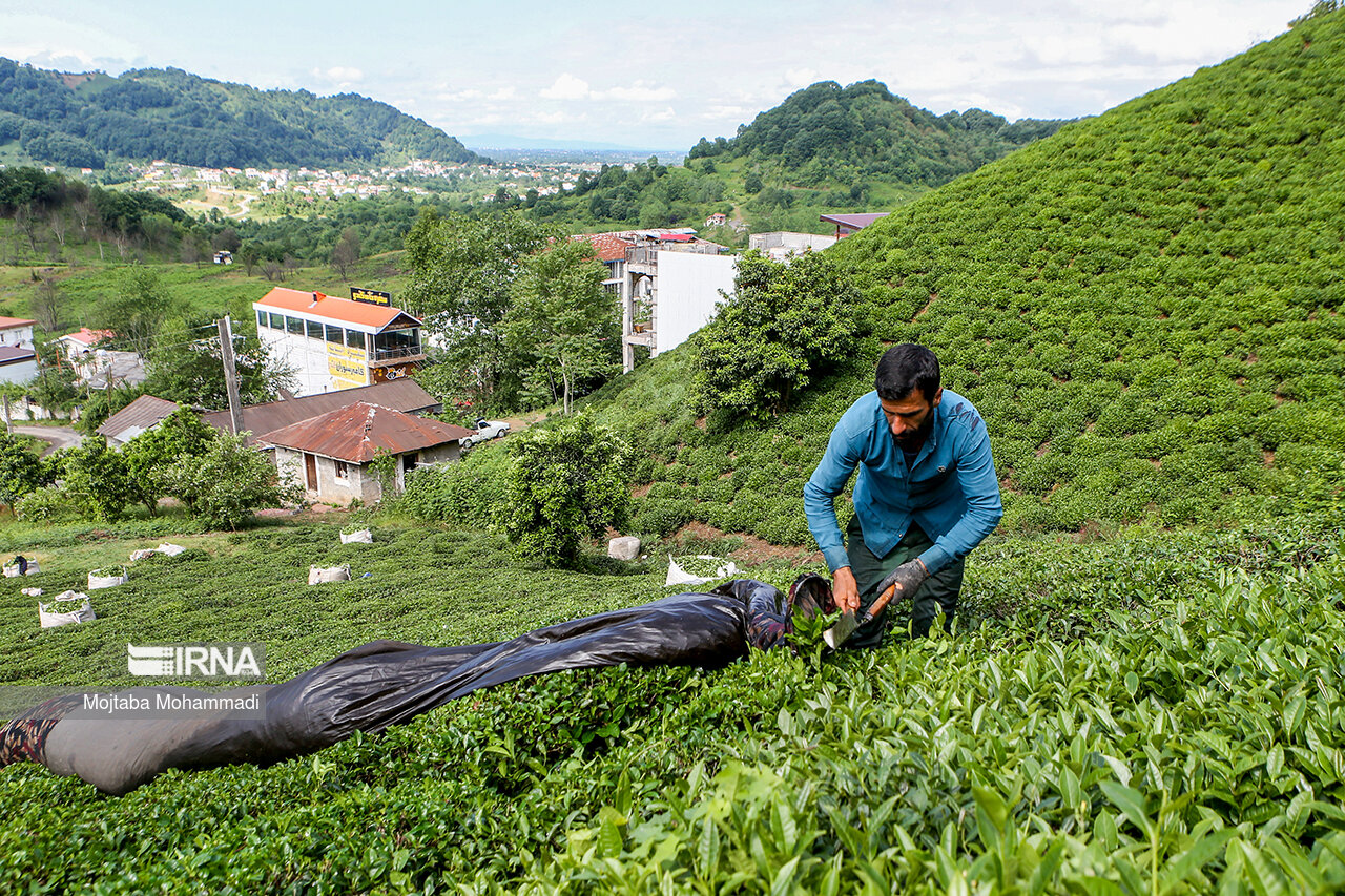 طرح حمایت از چایکاران و کارخانجات چای اجرایی می‌شود