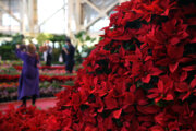 La 19ª Feria Internacional de Flores y Plantas en Teherán 
