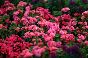 La 19ª Feria Internacional de Flores y Plantas en Teherán 
