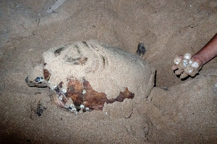 لاک پشتهای در خطر انقراض پوزه عقابی برای تخم گذاری به کیش آمدند