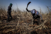 Traditional harvest of sugarcane in Iran's Khuzestan