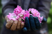 Сбор цветков дамасской розы в провинции "Южный Хорасан"
