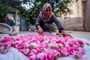 ۱۵۰ تن گل محمدی در خوشاب خراسان رضوی برداشت شد 
