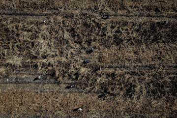 برداشت نیشکر در مزارع هفت تپه