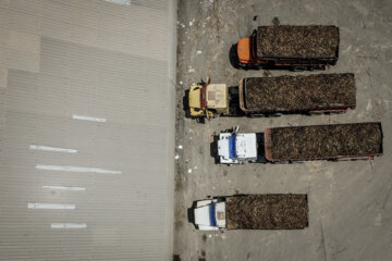 برداشت نیشکر در مزارع هفت تپه