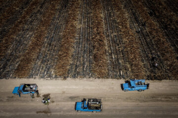 برداشت نیشکر در مزارع هفت تپه