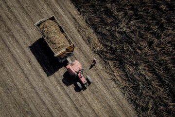 برداشت نیشکر در مزارع هفت تپه