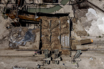 برداشت نیشکر در مزارع هفت تپه