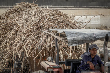 Récolte des cannes à sucre en Iran