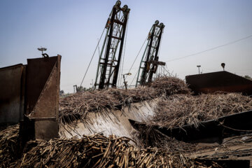 برداشت نیشکر در مزارع هفت تپه