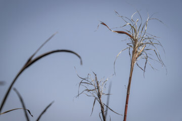 برداشت نیشکر در مزارع هفت تپه