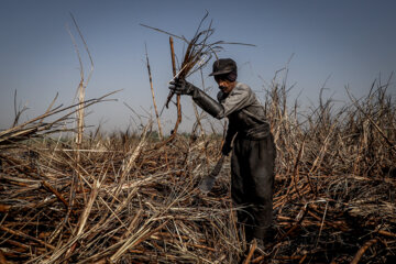 برداشت نیشکر در مزارع هفت تپه