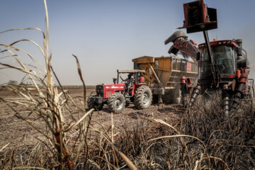 برداشت نیشکر در مزارع هفت تپه
