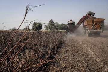 برداشت نیشکر در مزارع هفت تپه