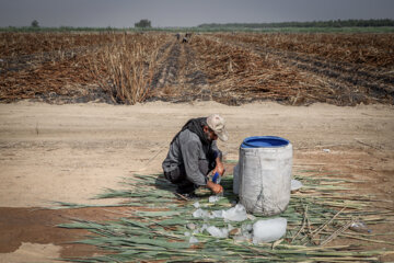 برداشت نیشکر در مزارع هفت تپه