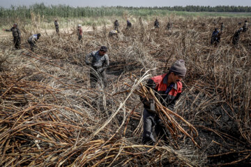 برداشت نیشکر در مزارع هفت تپه