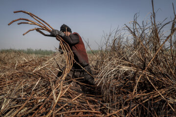 برداشت نیشکر در مزارع هفت تپه