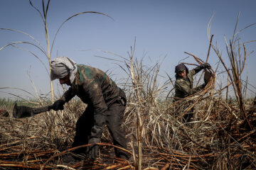 برداشت نیشکر در مزارع هفت تپه