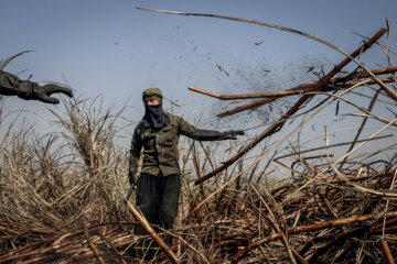 برداشت نیشکر در مزارع هفت تپه
