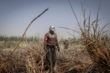برداشت نیشکر در مزارع هفت تپه