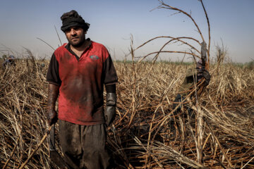 Récolte des cannes à sucre en Iran