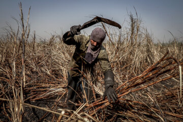 برداشت نیشکر در مزارع هفت تپه