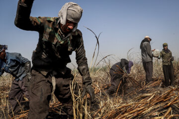 برداشت نیشکر در مزارع هفت تپه