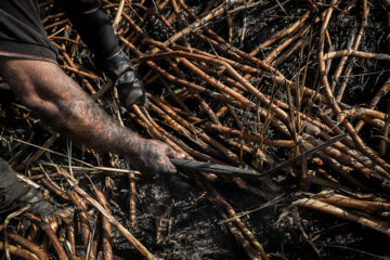 برداشت نیشکر در مزارع هفت تپه