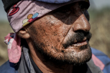 برداشت نیشکر در مزارع هفت تپه