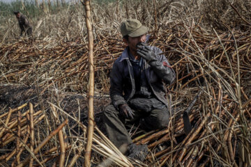 برداشت نیشکر در مزارع هفت تپه