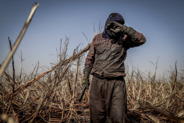 برداشت نیشکر در مزارع هفت تپه