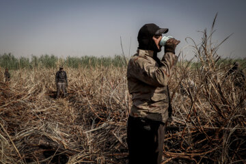 برداشت نیشکر در مزارع هفت تپه
