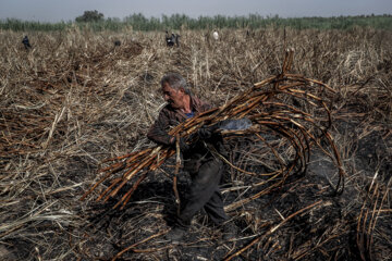برداشت نیشکر در مزارع هفت تپه