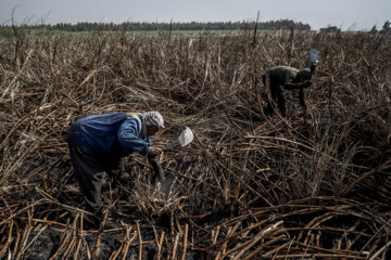 برداشت نیشکر در مزارع هفت تپه